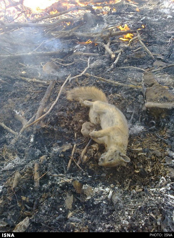 ترس سنجاب ها از سوخته شدن در آتش