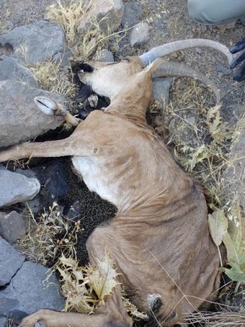 مرگ حیوانات 70 قله