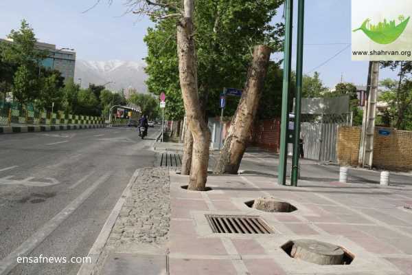 قطع درختان تهران