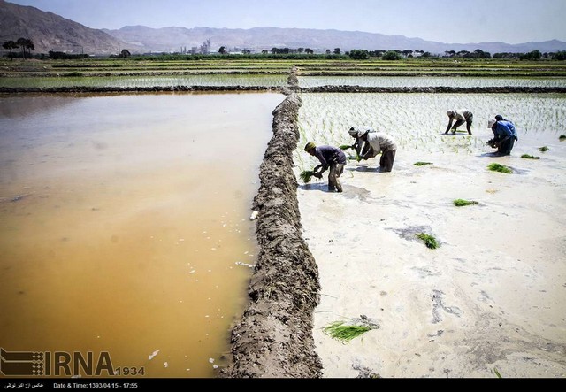 برنج کاری با آب فاضلاب