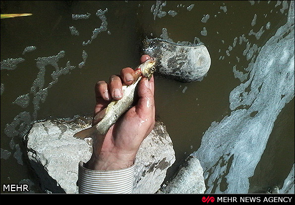 مرگ ماهیان در آبهای آلوده در لرستان