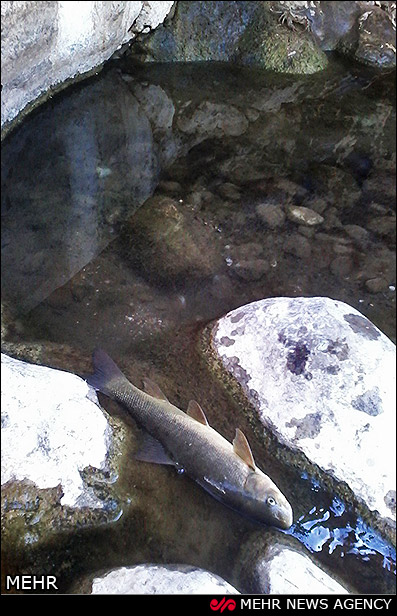 مرگ ماهیان در آبهای آلوده در لرستان