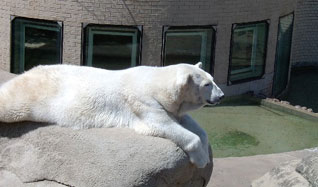 خرس قطبی آفریقایی